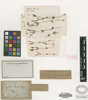 Erythraea meyeri Bunge
