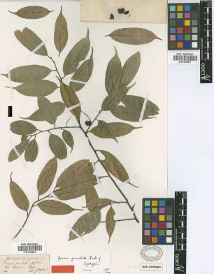 Prunus punctata Hook.f. & Thomson [syntype]