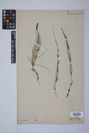Equisetum palustre L.