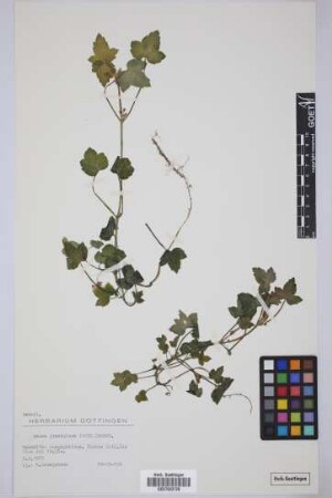 Drusa glandulosa (Poir.) Bornm.