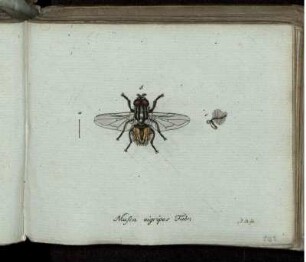Musca nigripes Fabr. [bis] Acarus tristriatus Mihi.