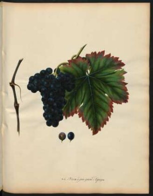 62. Le Blanc a gros grains d'Espagne