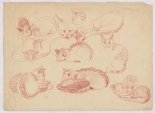 Tierstudien : Sitzende, liegende, schlafende Katzen, teils unfertige Skizzen