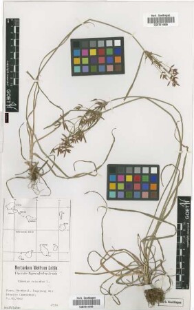 Cyperus rotundus L.