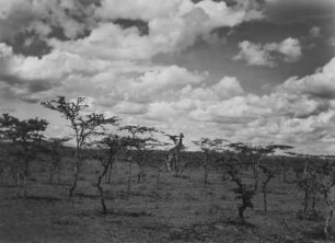 Giraffen : Giraffen in der Savanne. Aufnahmeort unweit der Grenze zwischen Tansania und Kenia