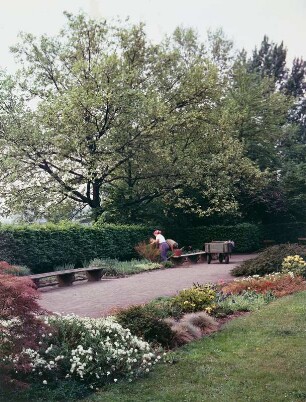 Staudengarten am Neustädter Elbufer in Dresden : Dresden-Neustadt, Königsufer (angelegt 1933-1936; H. Balke). Gärtnerinnen bei Pflegearbeiten im Staudengarten (1934/1935 als Sondergarten für die Reichsgartenschau 1936). Partie mit Teppichbeet und Hainbuchenhecke