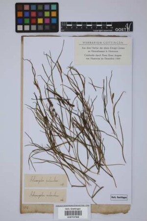 Potamogeton pectinatus L.