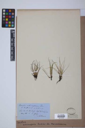 Isoetes echinospora Dur.