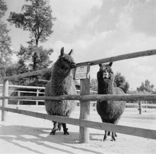 Zootiere. Zwei Alpakas