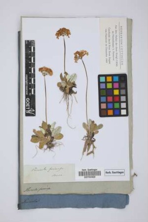 Primula farinosa