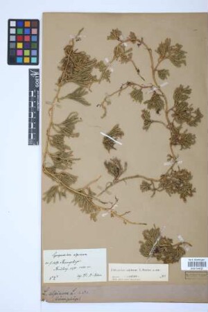Diphasiastrum alpinum (L.) J. Holub