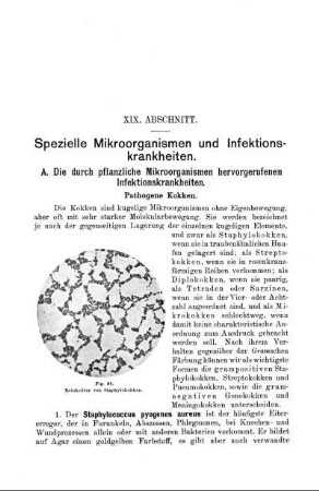 XIX. Abschnitt. Spezielle Mikroorganismen und Infektionskrankheiten.