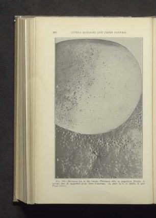 Fig. 189. - Melanose due to the fungus, Phomopsis citri, on grapefruit, Florida:...