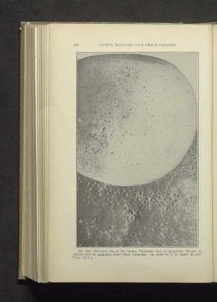 Fig. 189. - Melanose due to the fungus, Phomopsis citri, on grapefruit, Florida:...