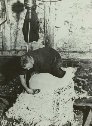 Schafschur, elektrisch, 1947