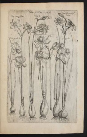 Taf. 29. [Narcissus]