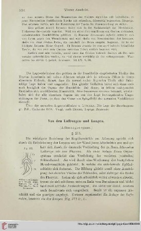 Von den Luftwegen und Lungen