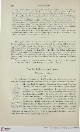 Von den Luftwegen und Lungen