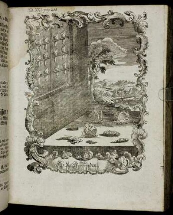 Tab. XXI. pag. 208.