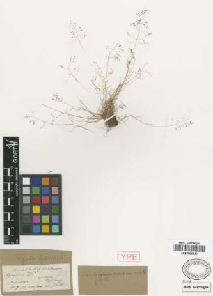 Agrostis divaricata Griseb. [holotype]