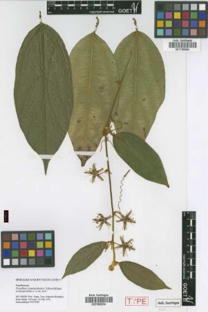 Passiflora jatunsachensis Schwedtf. [isotype]