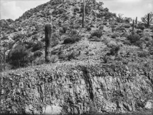 Vegetation am Salt River : Landschaft mit Strauch- und Kakteen-Vegetation in Arizona am Salt River östlich von Phoenix