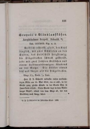 Scopoli's Blindlaufkäfer.