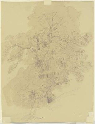 Baum