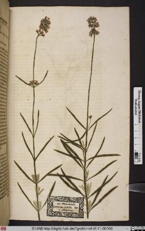 Spicanard. Lavandula latifolia. Spica officinarum.