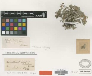 Helianthemum oelandicum (L.) DC. var. Griseb. scardicum[holotype]