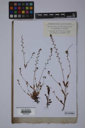 Myosotis scorpioides scorpioides L.