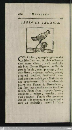 Serin De Canarie