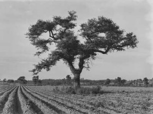 Bridgehampton (New York), Amerikanischer Zürgelbaum