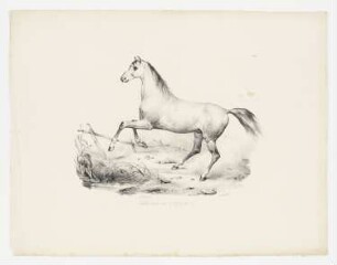 Cheval en liberté