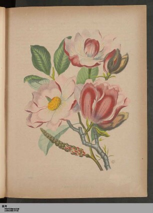 Abb. 13: Campbells Magnolie