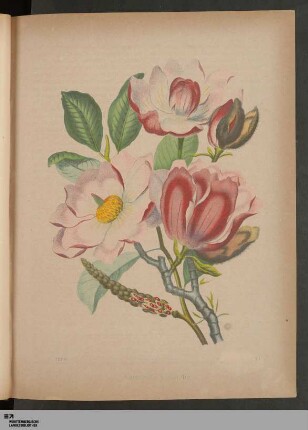 Abb. 13: Campbells Magnolie