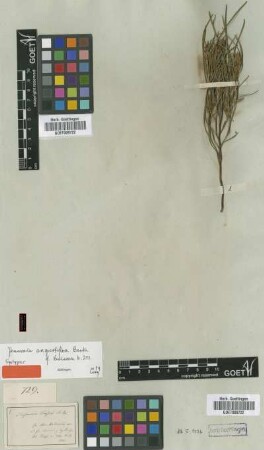 Persoonia angustiflora Benth. [syntype]