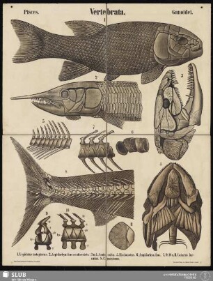 Tafel 37: Vertebrata : Pisces : Ganoidei