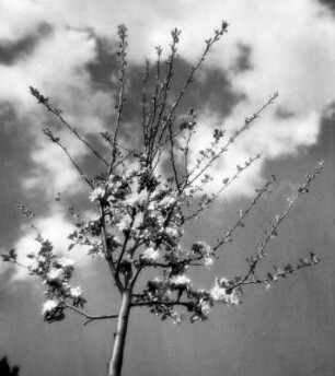 Wolkenbilder. Wolken hinter der Krone eines blühenden Bäumchens