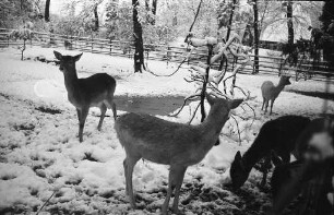 Stadtgarten und Zoo im Winter.