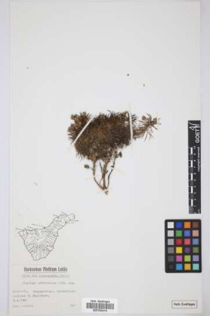 Plantago arborescens arborescens Poir.