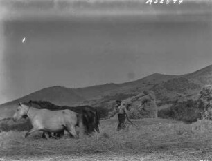 Getreide dreschen mit Pferden : Aufnahme eines Bauern der mit Pferden Getreide drischt