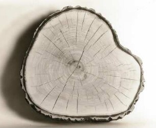 Silber-Pappel oder Weiß-Pappel (Populus alba). Stamm-Querschnitt mit Rißbildungen