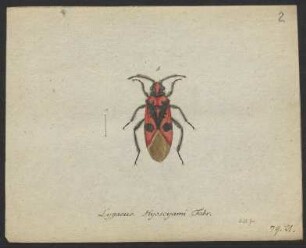 Lygaeus. Capsus. Miris. Reduvius. Aphis. Coccus.