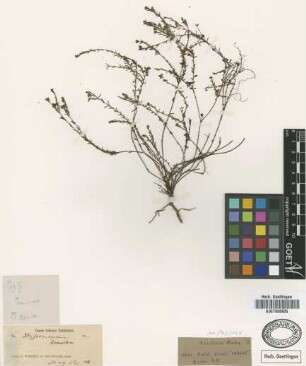 Hypericum diosmoides Griseb. [type]