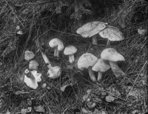 Gefleckter Rosarübling : Gefleckter Rosasporrübling (Rhodocollybia maculata Singer).