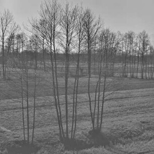Landschaftsbild. Wälder und Wiesen um Burg-Kauper. : Wobraz krajiny. Lěsy a łuki wokoło Kupaŕskich Bórkowow.