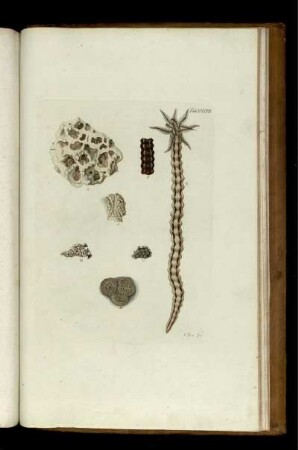 Tab. XXXVII