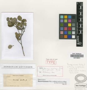 Bourreria montana Griseb. forma Griseb. glabrifolia[holotype]