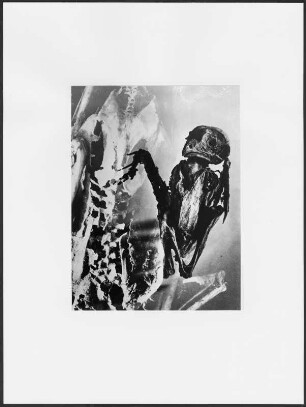 Zwei Eulenskelette : Fotomontage mit